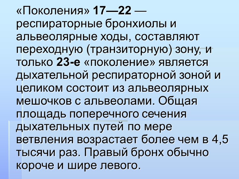 «Поколения» 17—22 — респираторные бронхиолы и альвеолярные ходы, составляют переходную (транзиторную) зону, и только